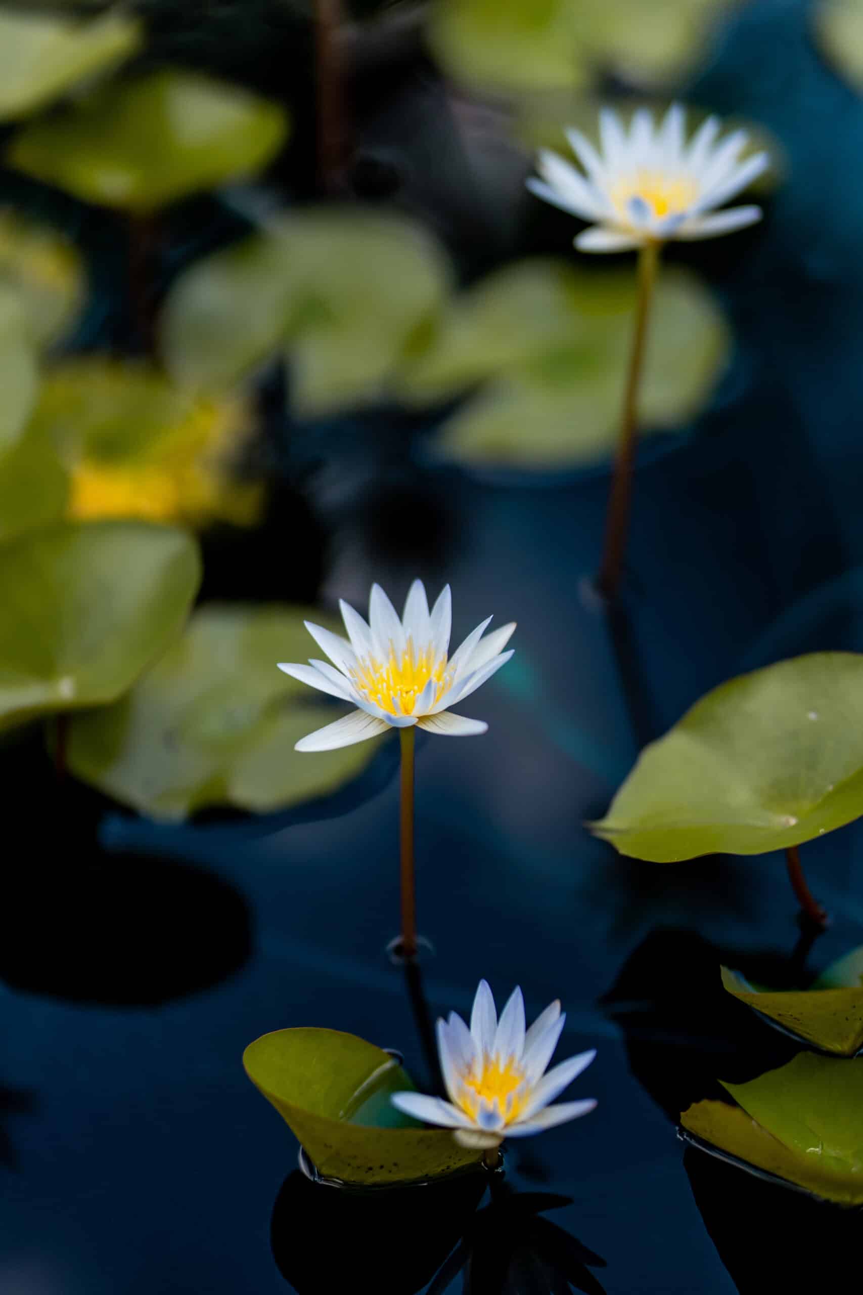 Contempo Photos 2022 (35)